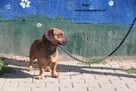 Bąbel szuka kochającego domu - 2
