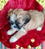 Lhasa apso slodkie maluszki - 4