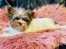 York Matylda niebieskie oko. Biała Unikatowa. Luxusowa. - 3