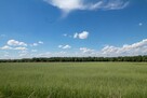 Działka budowlana Woźniki Czarny Las, Czarny Las - 12