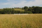Działka Gruszów gm. Raciechowice - 5