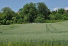 Działka inwestycyjna Brzezie gm. Kłaj - 7