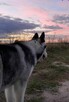 Husky Syberia - 6