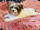 York Matylda niebieskie oko. Biała Unikatowa. Luxusowa. - 4
