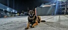 Ochrona K9-CCTV Unit przewodnik psa - 5