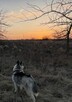 Husky Syberia - 7