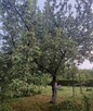 13500 zł okazja działka ROD ul. spokojna ,, Szarotka,, - 8