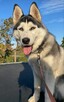 Husky Syberia - 4