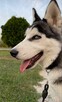 Husky Syberia - 3