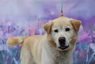 Uroczy Labso w typie labradora szuka kochającego domku! - 2