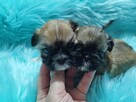 ** Shih Tzu - Malutkie Wielkości Yoreczka ** - 4