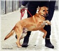 Biszkopt – kochany, socjalny psiak szuka swojego człowieka - 7