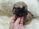 ** Shih Tzu - Malutkie Wielkości Yoreczka ** - 8