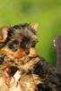 yorkshire terrier rodowód ZKwP FCI - 3