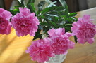 Sprzedam Photo - 3