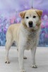 Uroczy Labso w typie labradora szuka kochającego domku! - 3