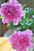 Sprzedam Photo - 2