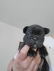 Buldog francuski - 4