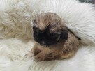 ** Shih Tzu - Malutkie Wielkości Yoreczka ** - 7