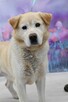 Uroczy Labso w typie labradora szuka kochającego domku! - 1
