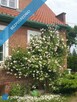 PIĘKNA POSIADŁOŚĆ nad Zalewem Wiślanym ok. ¼ ha w zabytkowych Kadynach - 6