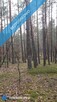 Działka leśna 1,75 ha Huta Drewniana - 4