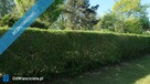 Działka budowlana 900 m Domaniew powiat pruszkowski blisko Warszawy - 2