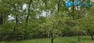 Starodrzew z możliwością zabudowy - 6