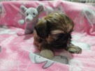 ** Shih Tzu - Malutkie Wielkości Yoreczka ** - 5