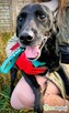 GUCIO - po 8 latach, oddany do schroniska jak śmieć, ADOPTUJ - 2