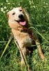 CZESIO - super, roczny psiak poleca się do adopcji - 1