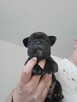 Buldog francuski - 3