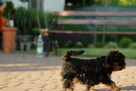 yorkshire terrier rodowód ZKwP FCI - 2