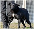 Blaki – poznaj tego sympatycznego, zrównoważonego jegomościa - 4
