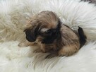 ** Shih Tzu - Malutkie Wielkości Yoreczka ** - 6