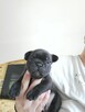 Buldog francuski - 2