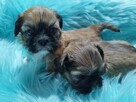 ** Shih Tzu - Malutkie Wielkości Yoreczka ** - 1