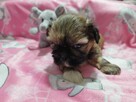 ** Shih Tzu - Malutkie Wielkości Yoreczka ** - 2