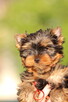 yorkshire terrier rodowód ZKwP FCI - 1