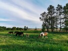 SPRZEDAM 2 DZIAŁKI 3000 M2 - ŚLIWNO, GM. CHOROSZCZ - 7