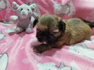 ** Shih Tzu - Malutkie Wielkości Yoreczka ** - 3