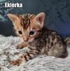 Kocięta bengalskie z rodowodem - 2