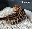 Kocięta bengalskie z rodowodem - 16