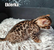 Kocięta bengalskie z rodowodem - 4