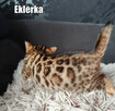 Kocięta bengalskie z rodowodem - 5