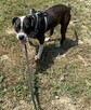 Młoda suczka Pitbull do adopcji - 2
