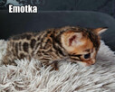 Kocięta bengalskie z rodowodem - 15