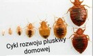 Dezynsekcja, dezynfekcja deratyzacja ,ozonowanie - 1