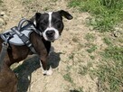 Młoda suczka Pitbull do adopcji - 3
