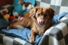 Piękna Zuzia do adopcji. - 2